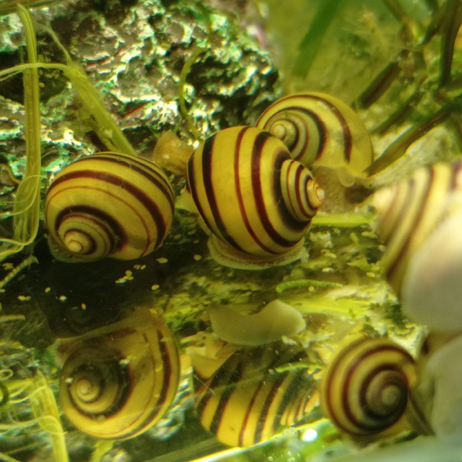 Miniampularia spiralova, asolene spixi