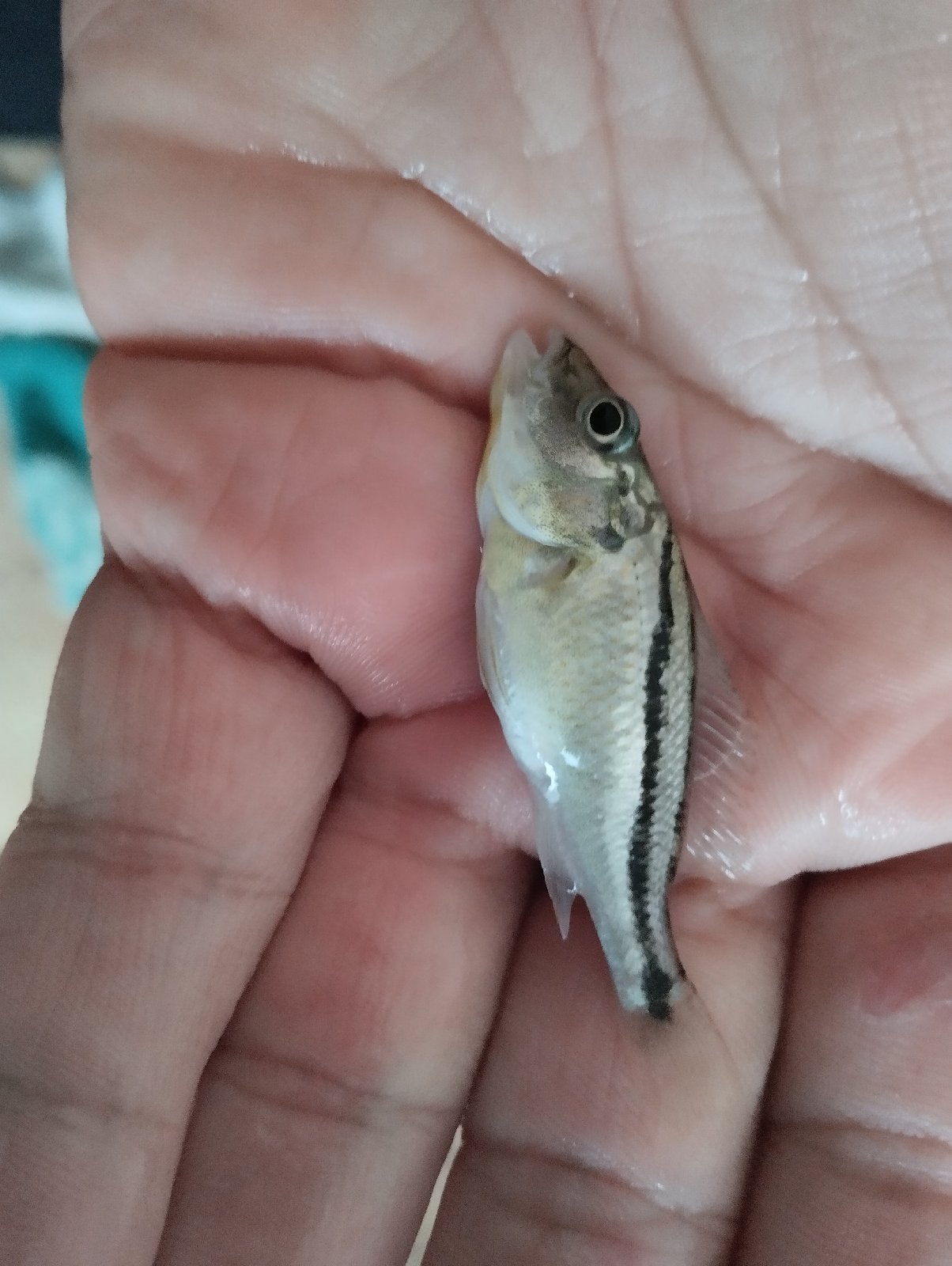 Aristochromis Christyi