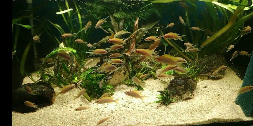 Prodám Neolamprologus Brichardi