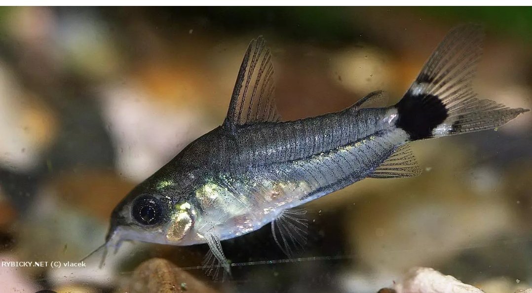 Panciernicek trpazlici