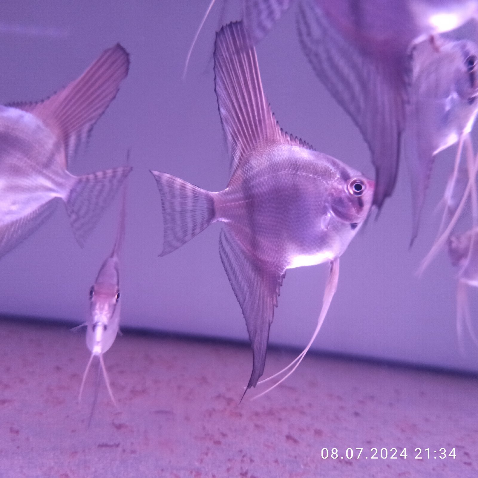 Prodám Skaláry  3-4cm 4-5cm