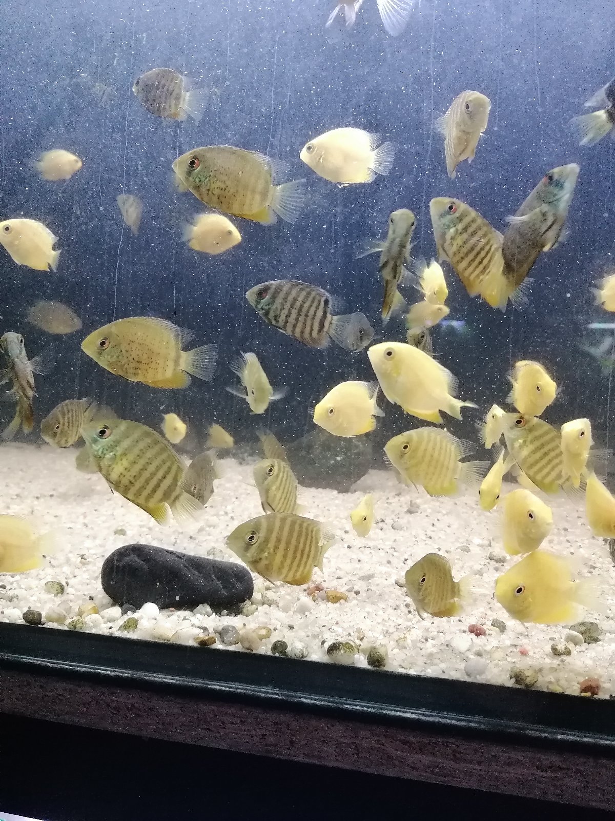 Heros efasciatus zelený