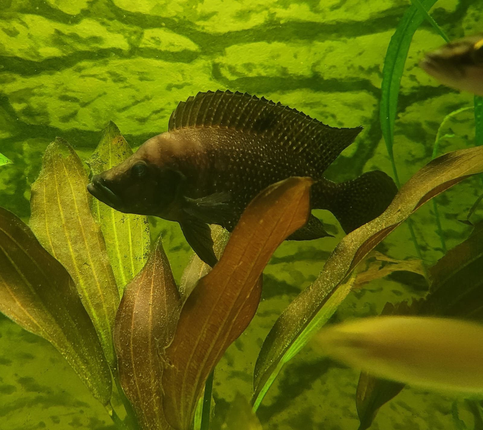Altolamprologus Calvus Black Pect.