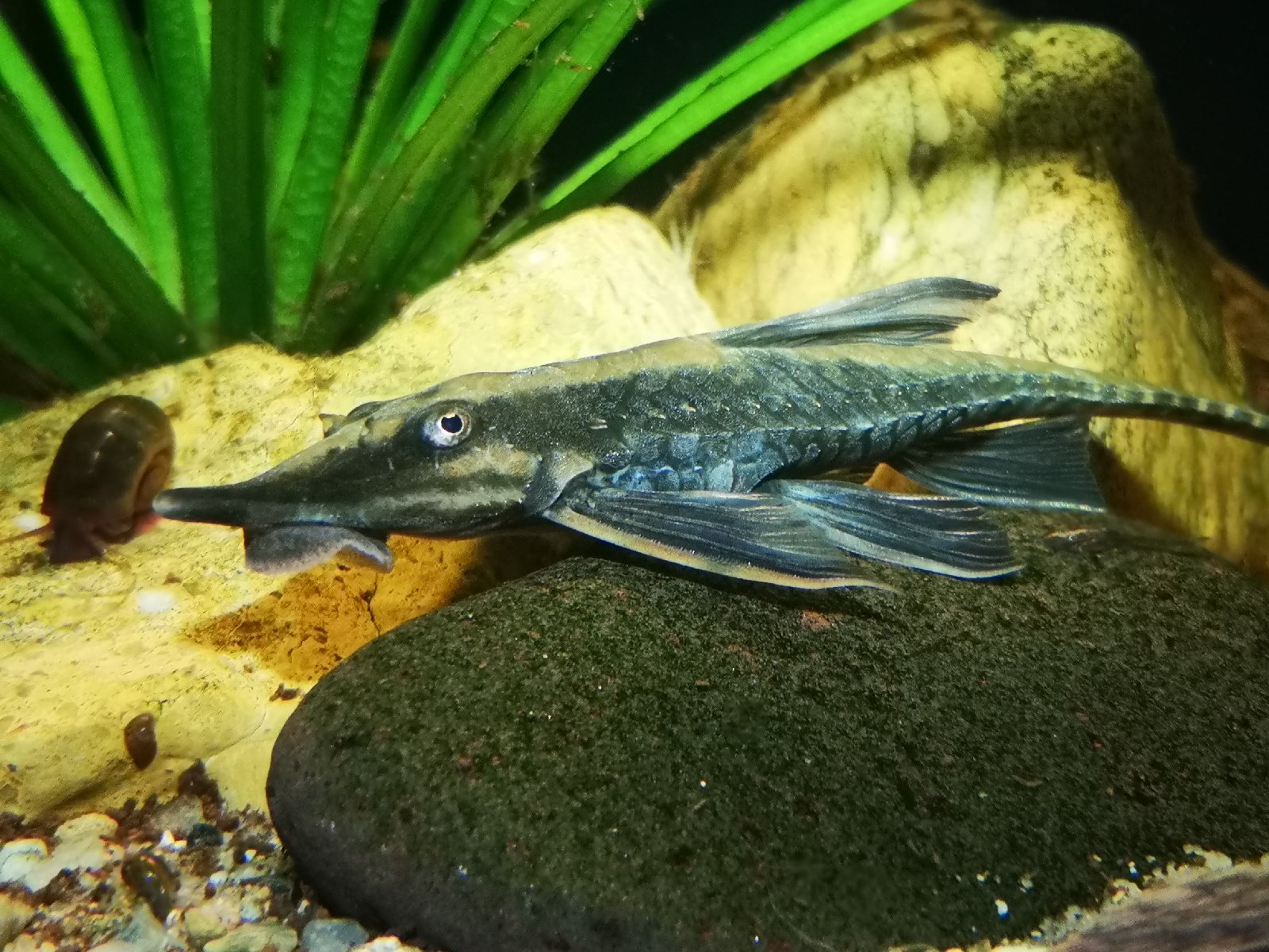 Sturisoma barbatum