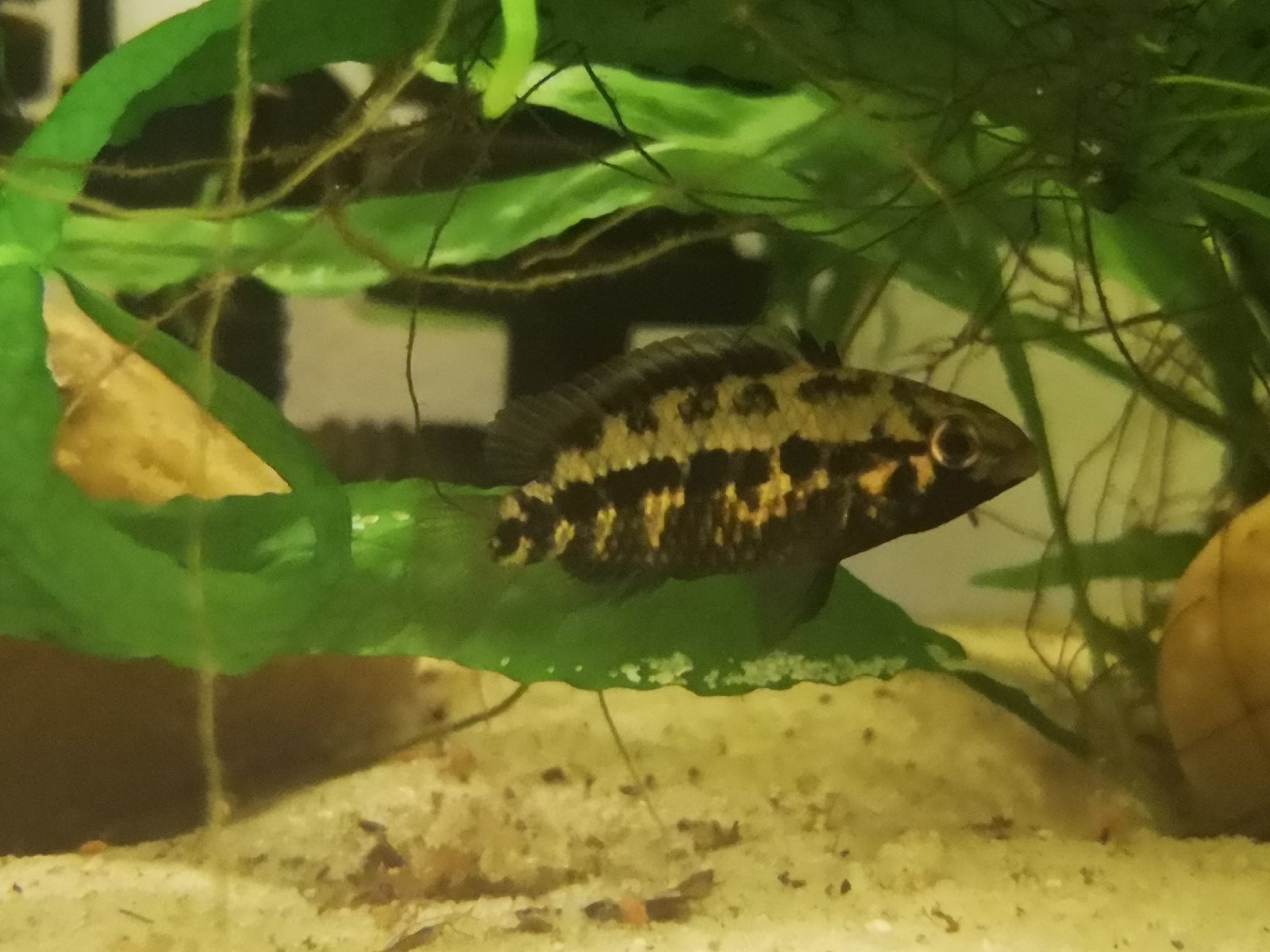Apistogramma kullanderi