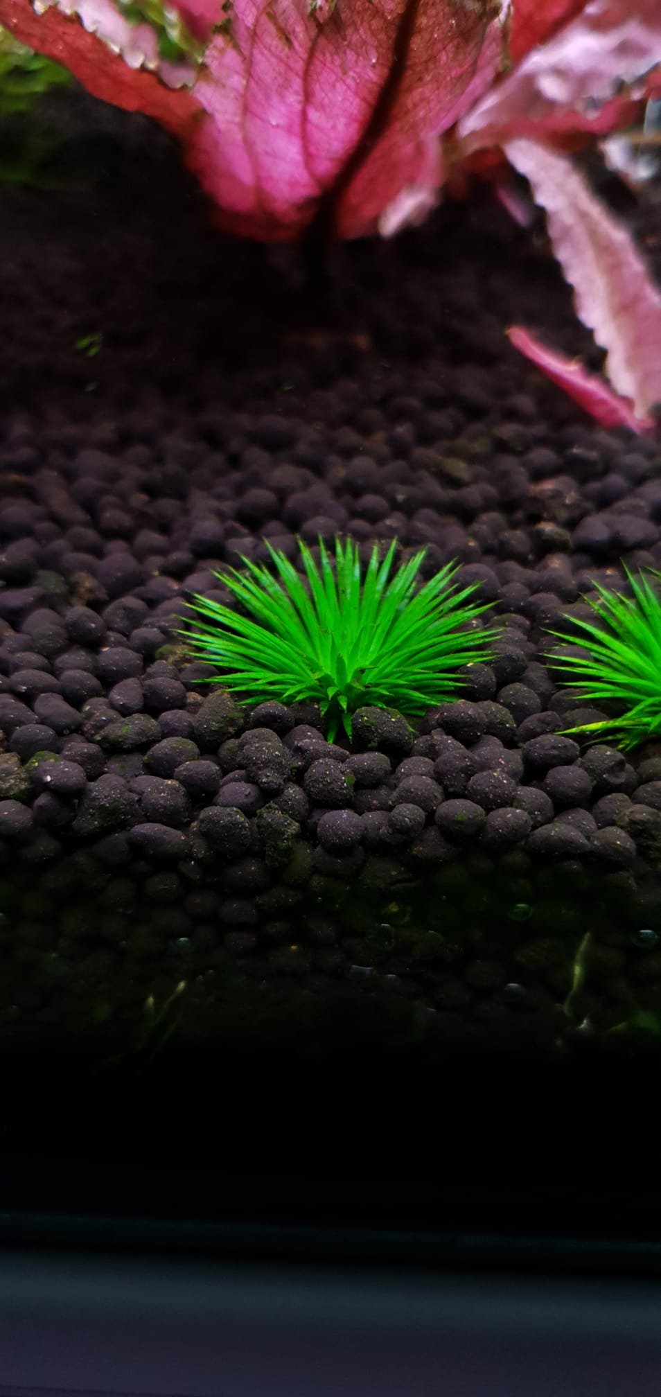 Eriocaulon ratnagiricum