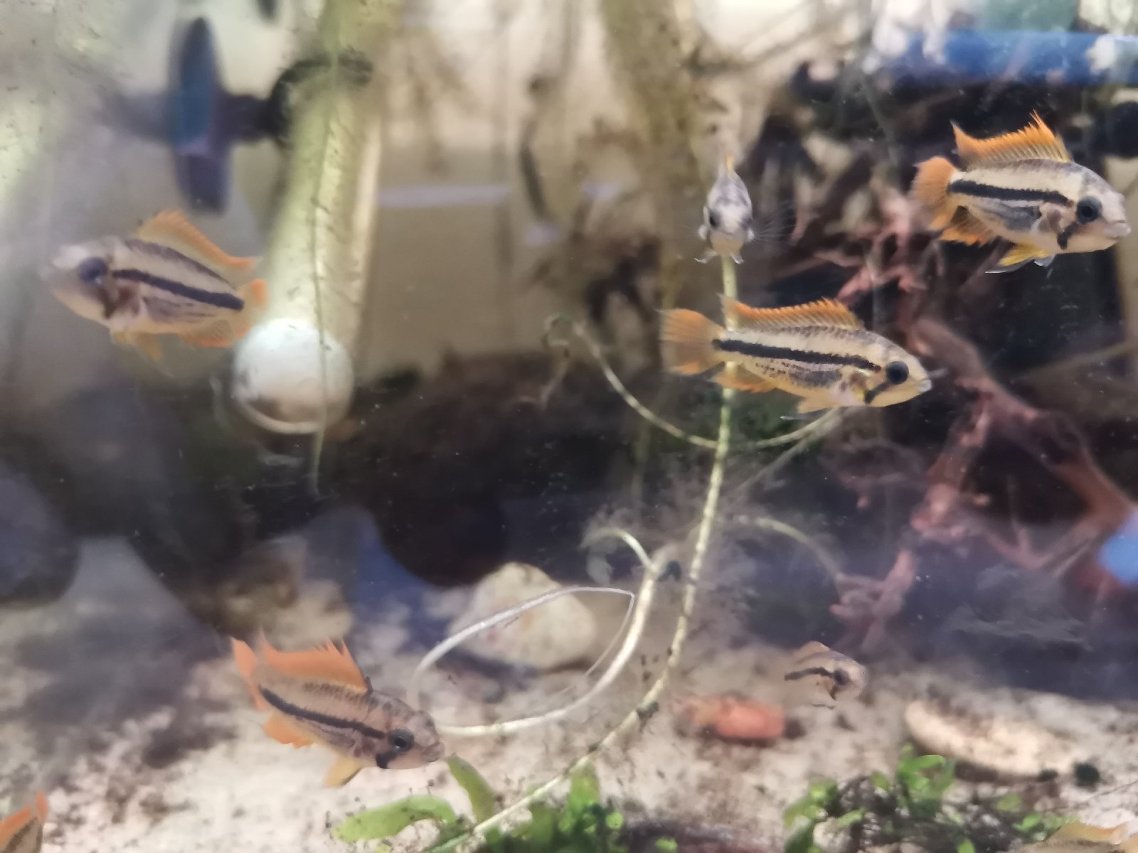 Apistogramma cacatuoides