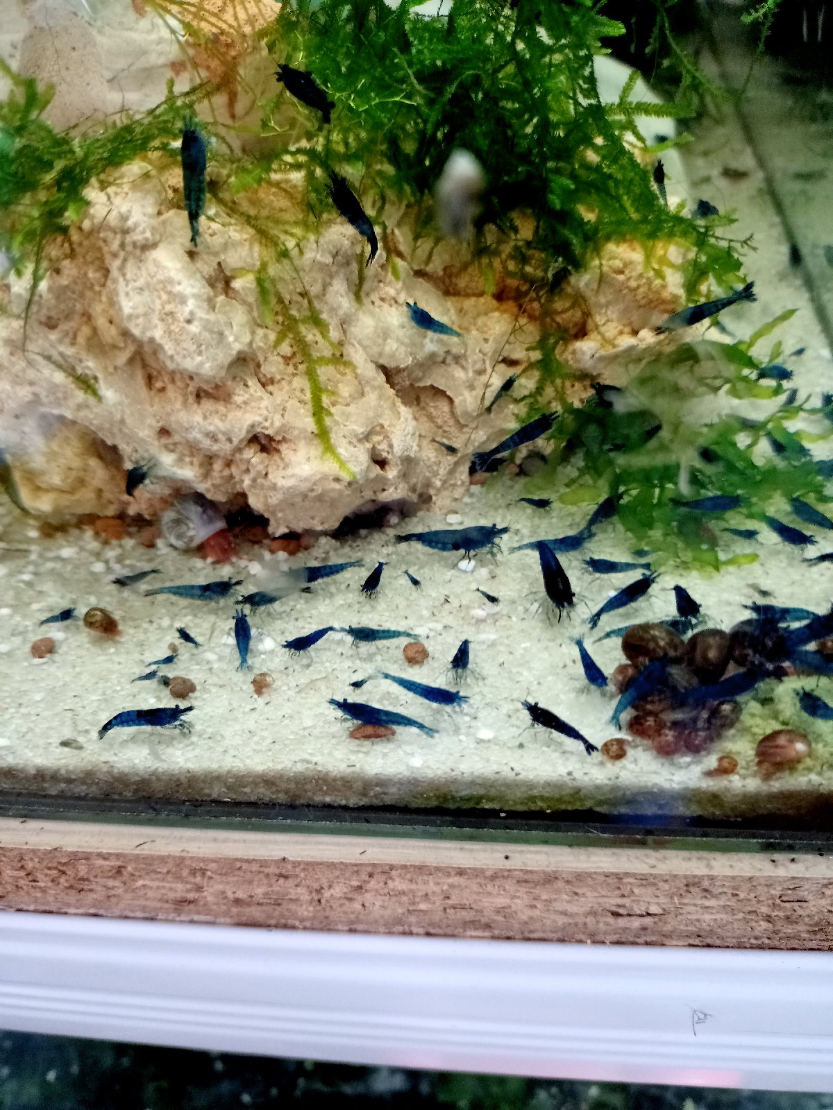 Sale of shrimp and accessories