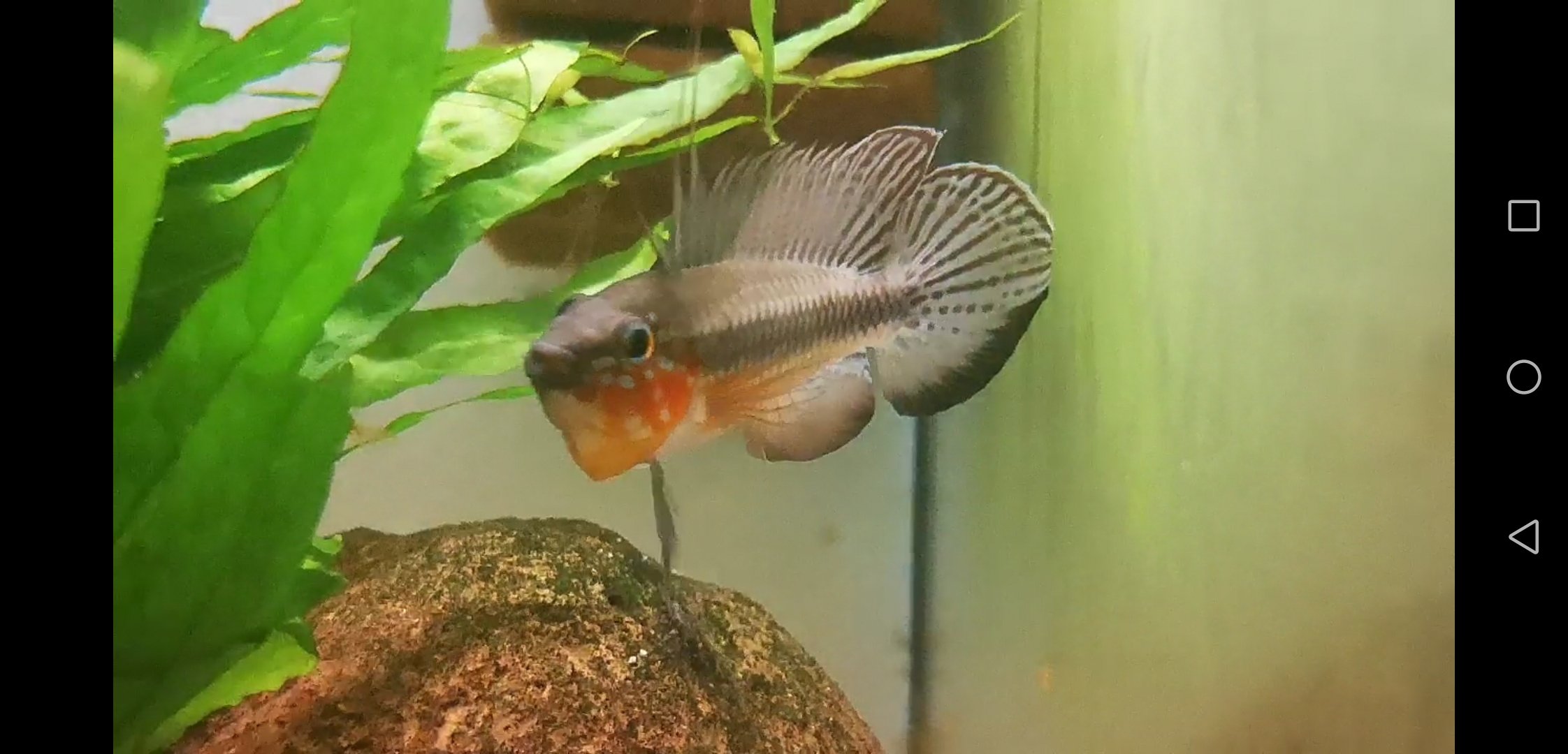 Apistogramma elizabethae