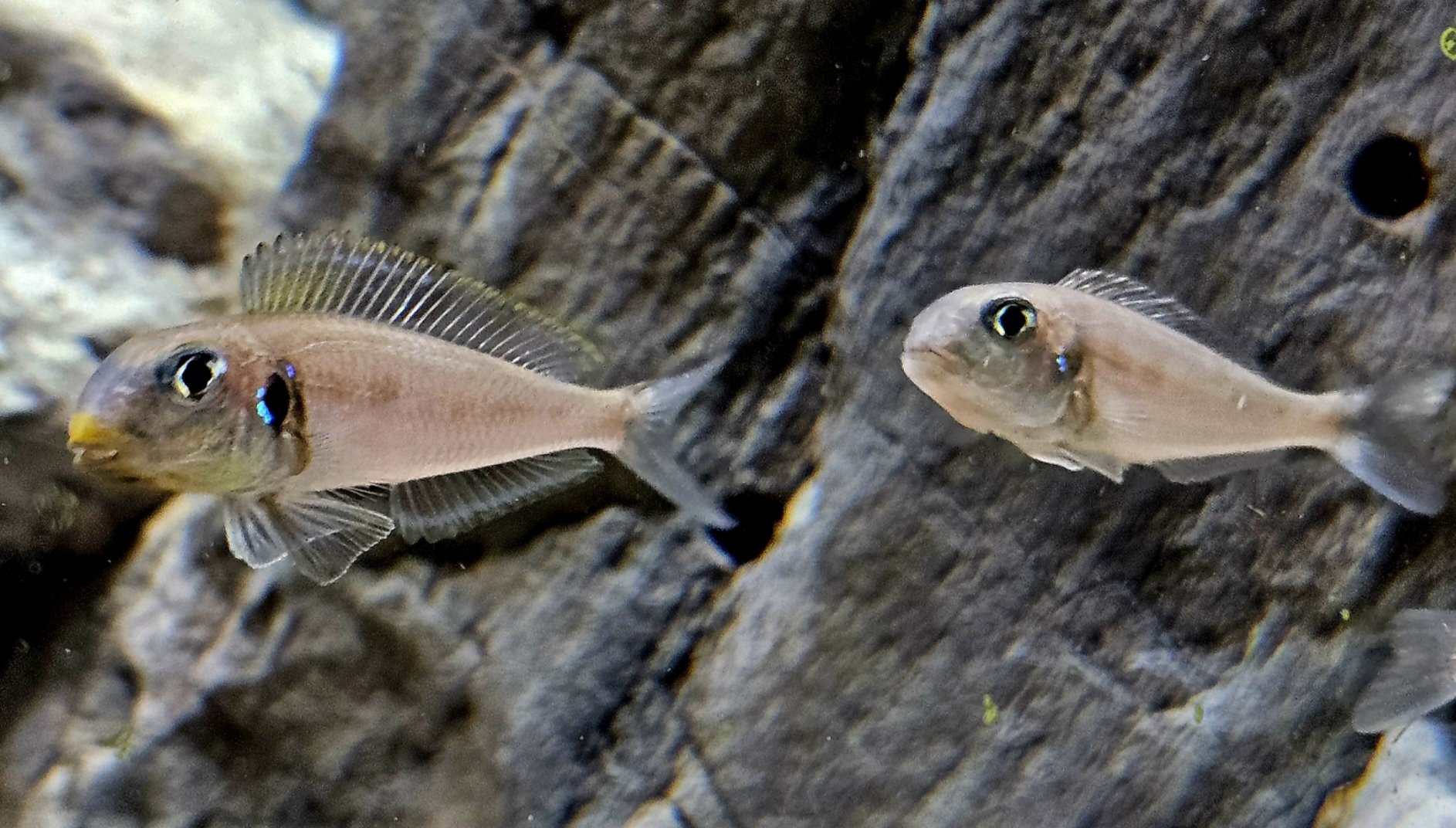 Xenotilapia bathyphilus muzi