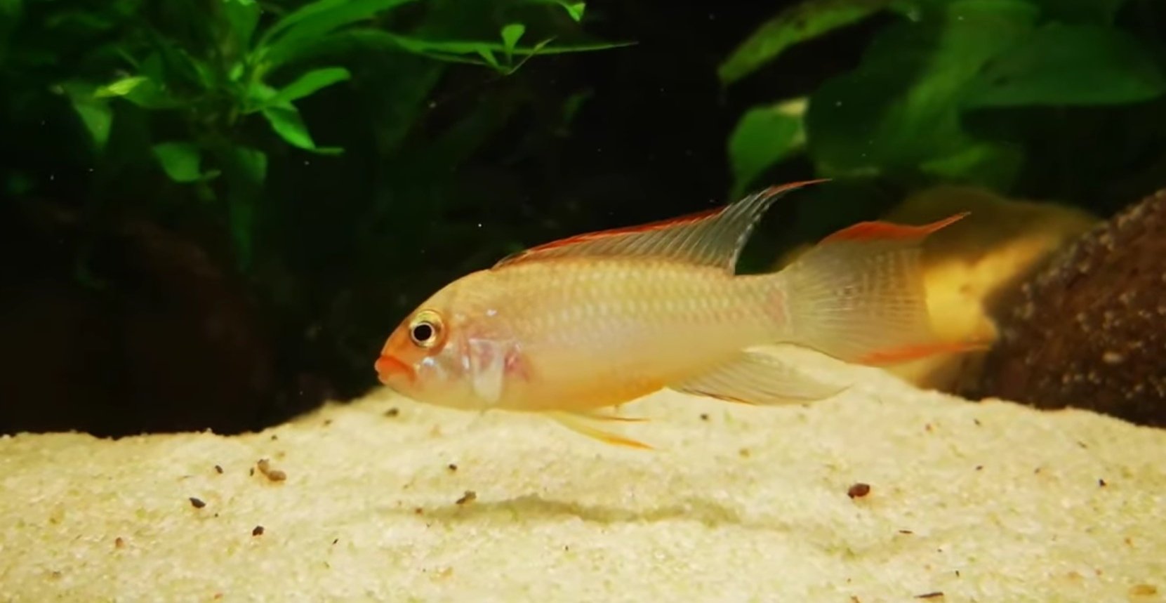 Apistogramma sp. AMAYA