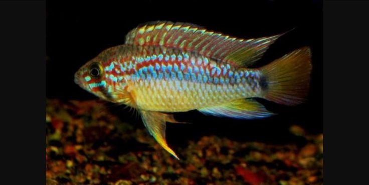 Apistogramma ortegai "PEBAS"