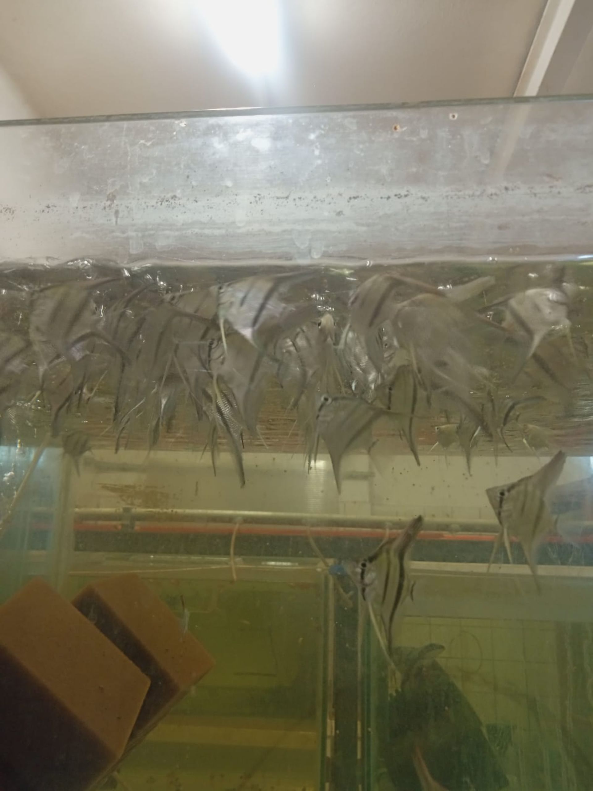 Skalára amazonská