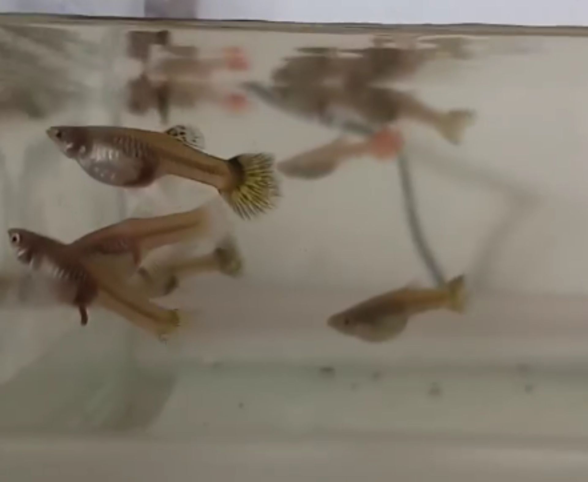 Paví očka (za odvoz)