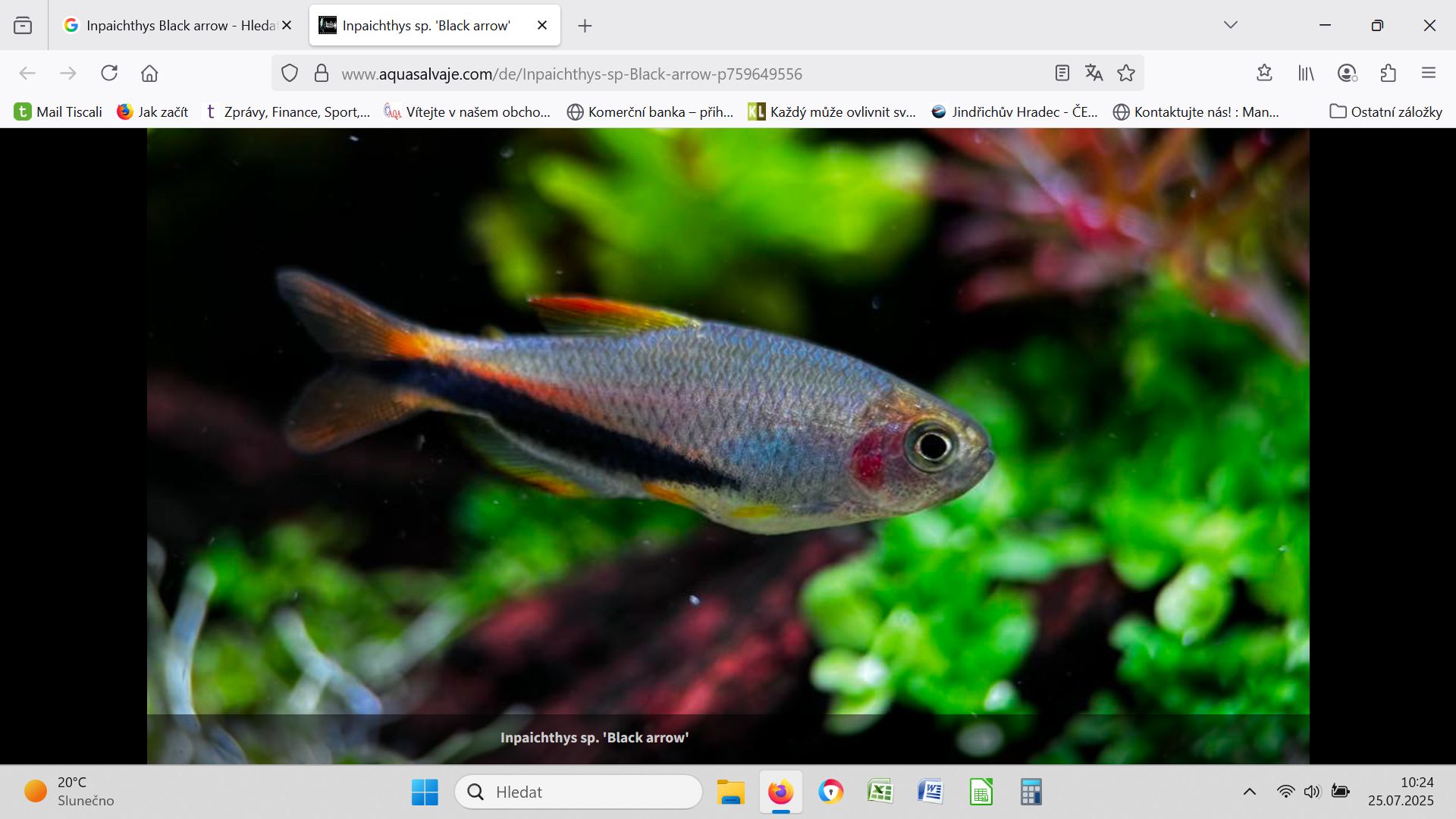 Inpaichthys kerri blach arrow