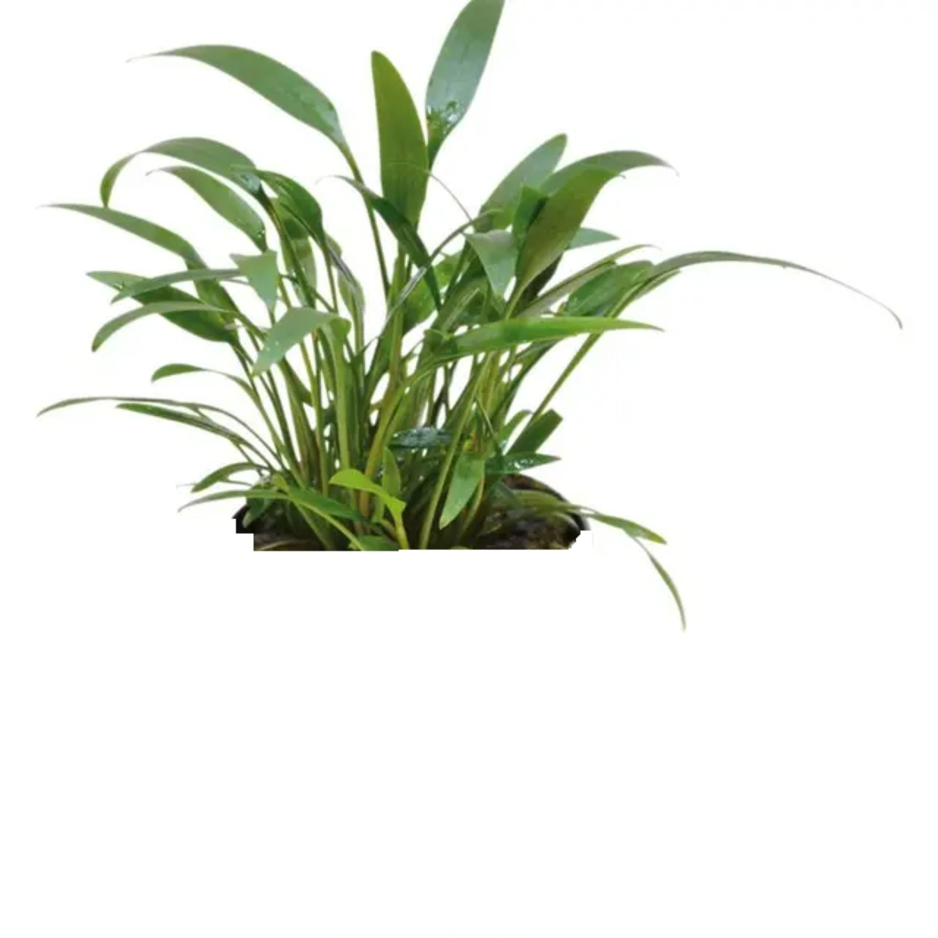 Cryptocoryne amicorum