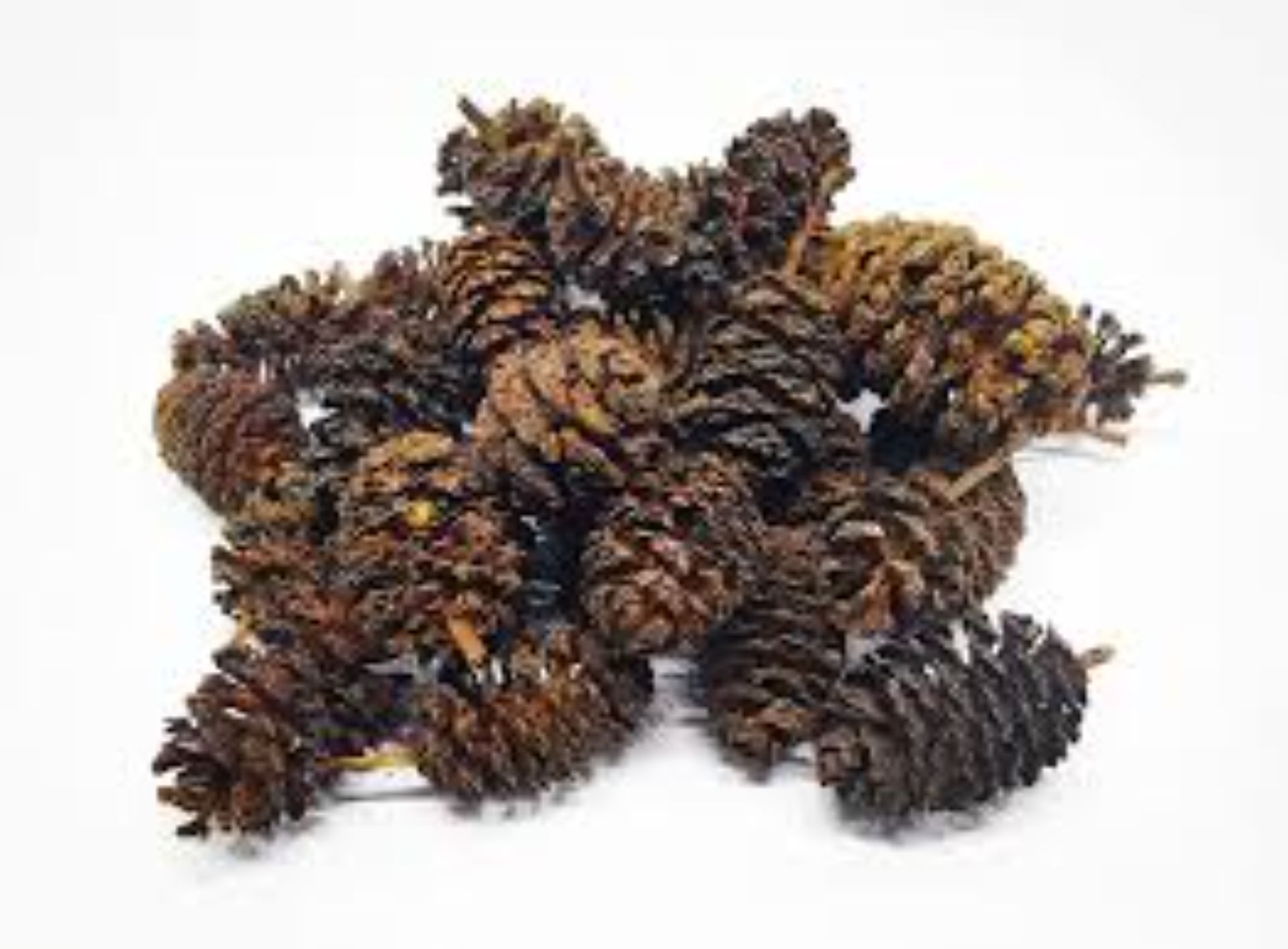 Olšové šišky 50ks