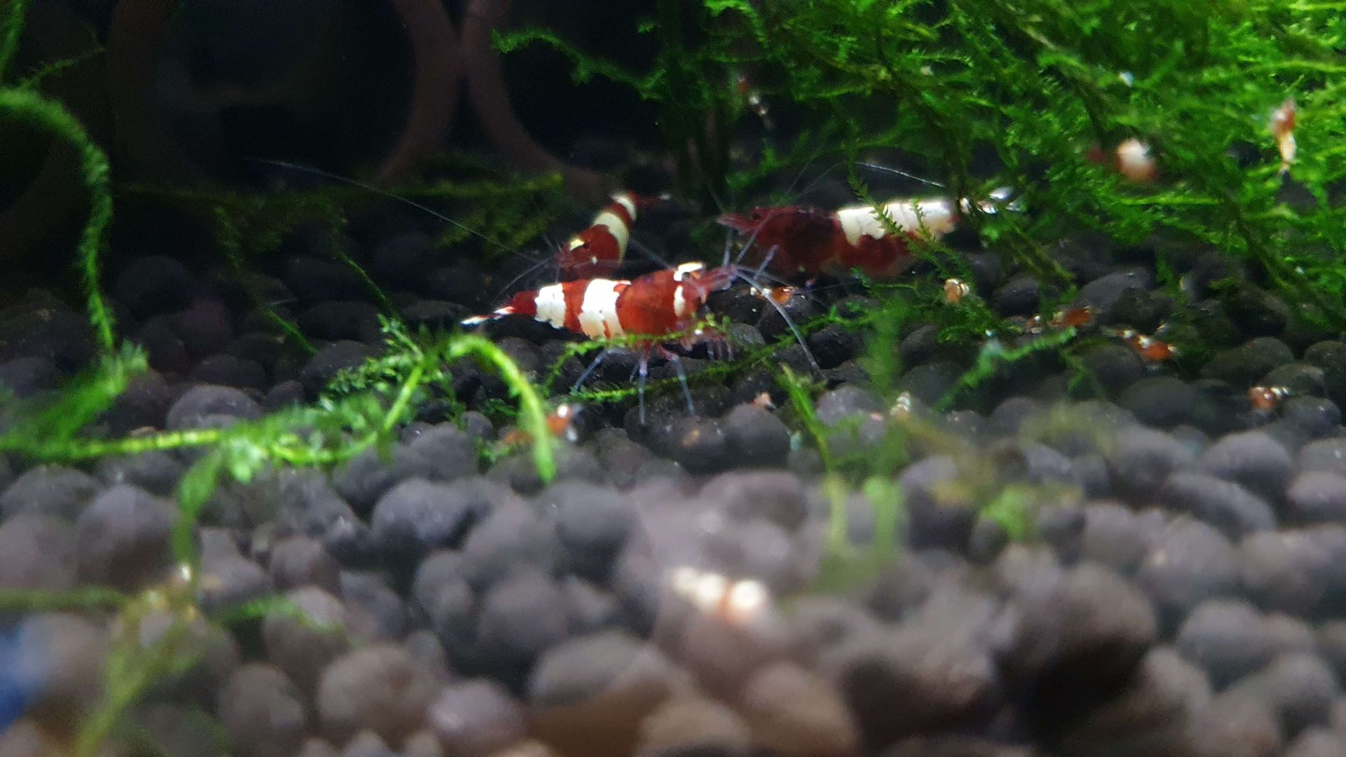 Caridina Taiwan Bee Red Wine – atraktivní krevetky 