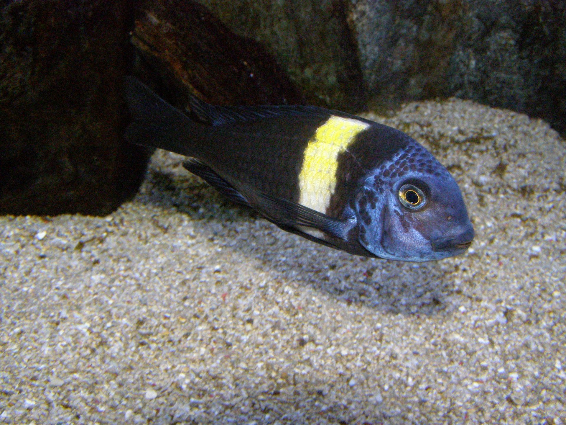 Tropheus Duboisi Maswa