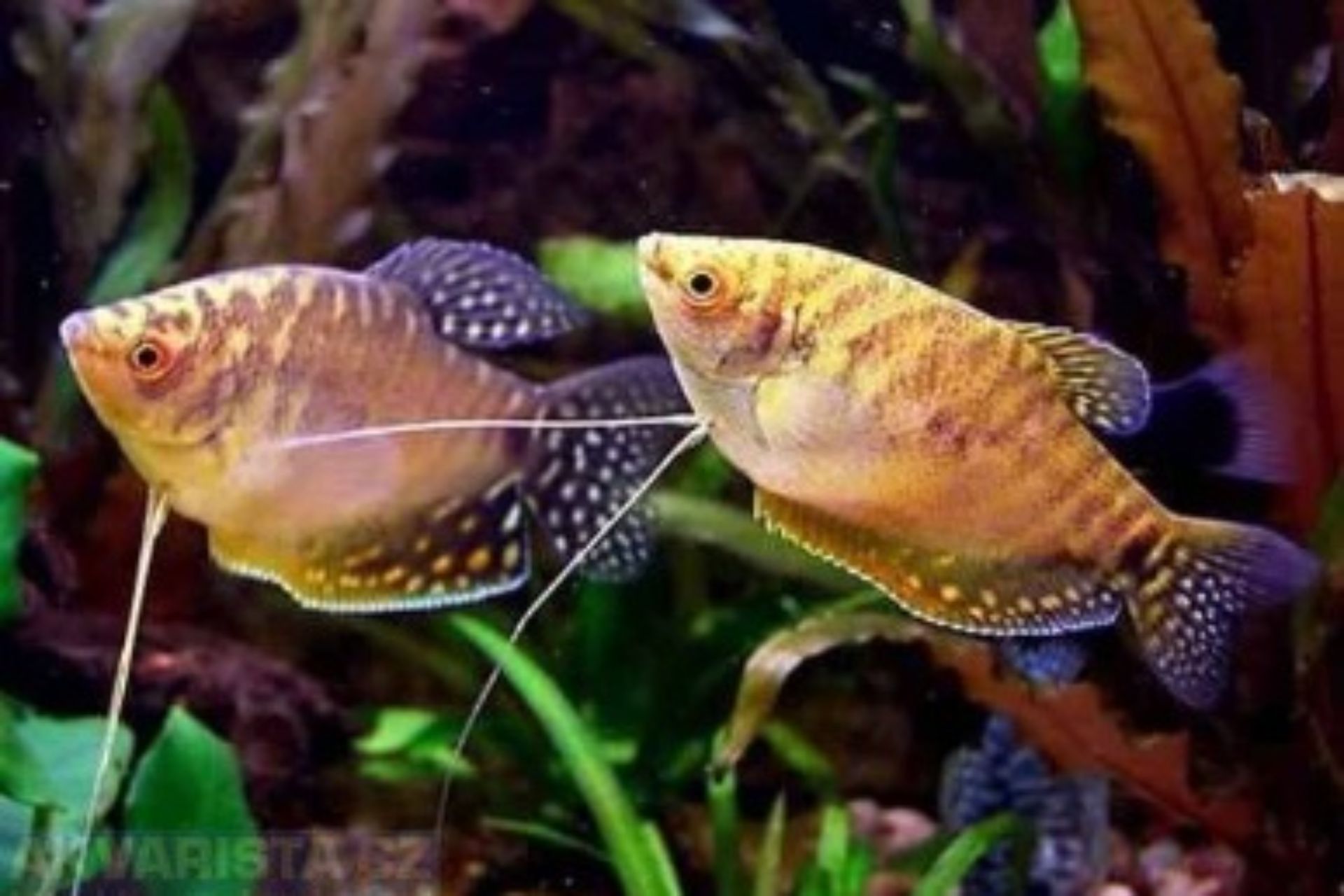 Čichavec zlatý -Trichopodus trichopterus gold