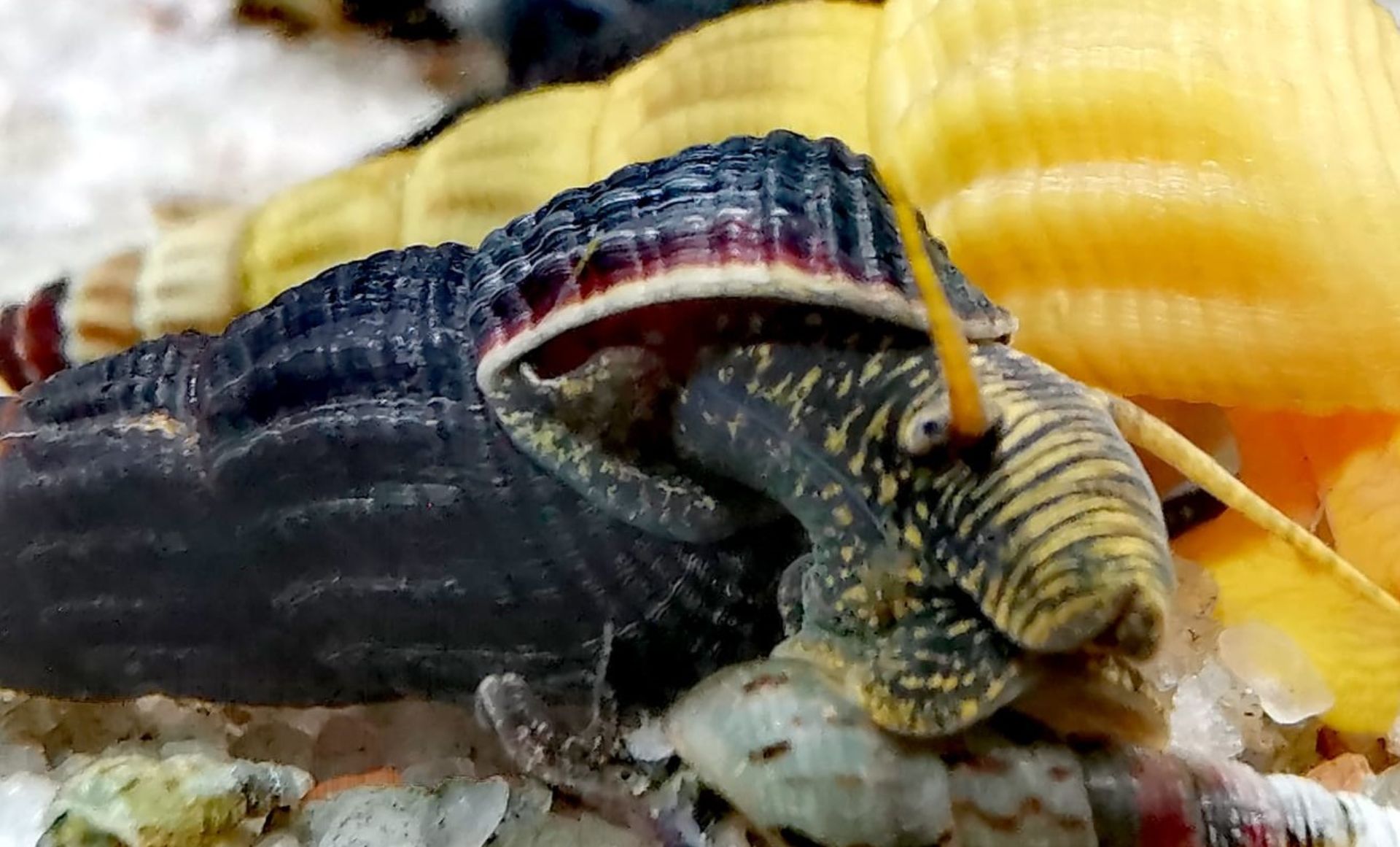 Tylomelanie sp. Yellow Spotted Rabbit