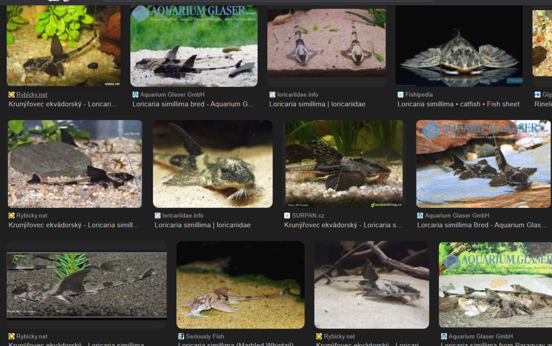 Krunýřovec ekvádorský /Loricaria simillima