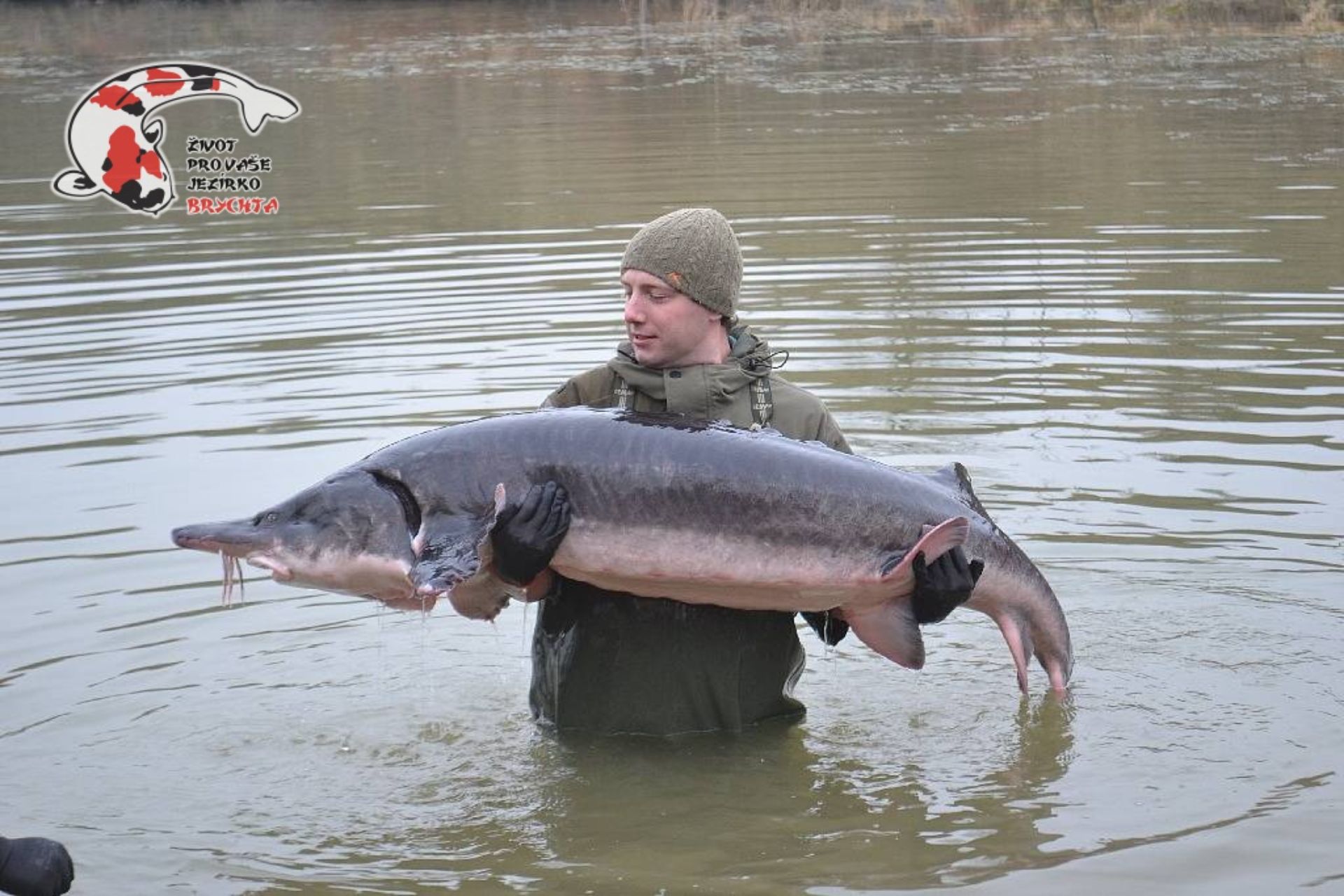 Nabízím OKRASNÉ RYBY a JESETERY