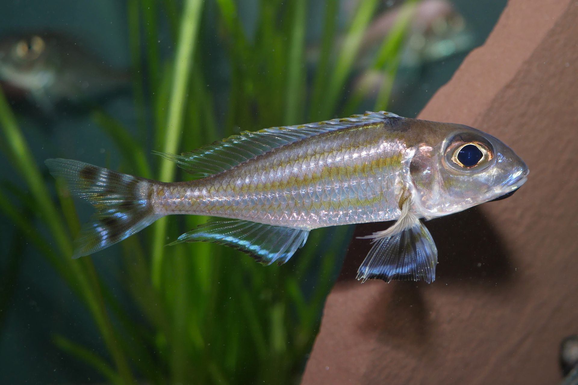 Hledání Xenotilapia caudafasciata