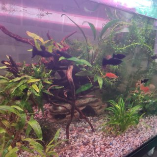 Veronika Suchánková